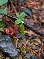 Acmispon parviflorus