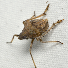 Orgerius