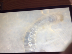Coleoptera