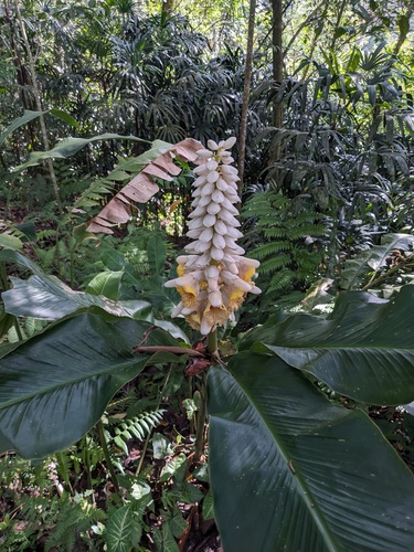 Alpinia malaccensis, photograph 3
