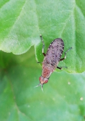 Euthycera cribrata