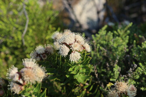 Image of Leucospermum bolusii by (c) Paul Hoekman, some rights reserved (CC BY)