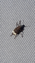 Eurymycter