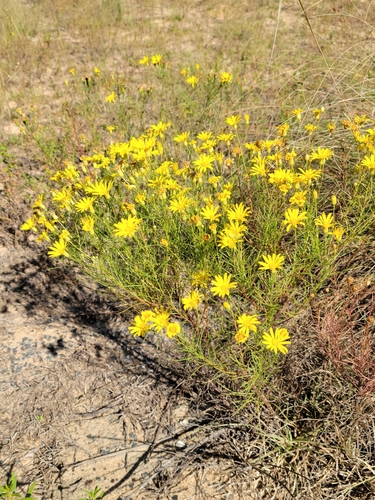 Image of Pityopsis pinifolia by (c) Jay Horn, some rights reserved (CC BY)