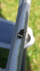Eurymycter
