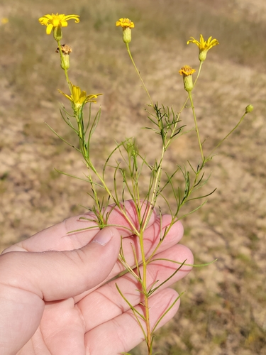 Image of Pityopsis pinifolia by (c) Jay Horn, some rights reserved (CC BY)