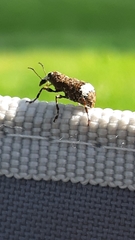 Eurymycter