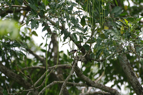 Javan Flowerpecker (Dicaeum sanguinolentum), photo 3