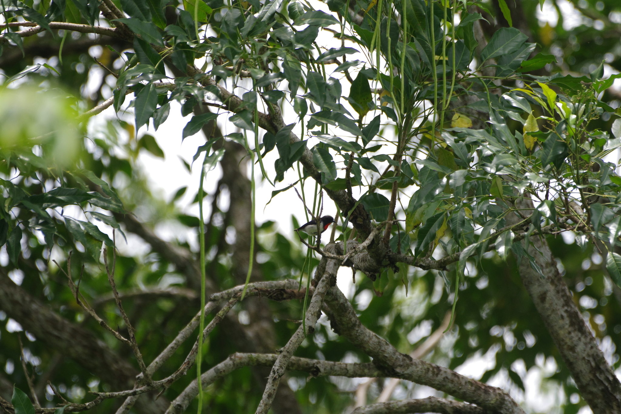 Javan Flowerpecker (Dicaeum sanguinolentum), photo 3