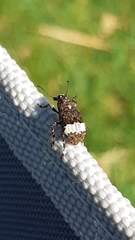 Eurymycter