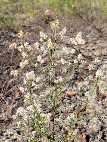 Image of Polygonella fimbriata by (c) Jay Horn, some rights reserved (CC BY)
