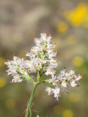 Image of Polygonella fimbriata by (c) Jay Horn, some rights reserved (CC BY)