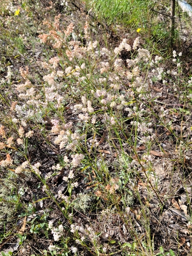 Image of Polygonella fimbriata by (c) Jay Horn, some rights reserved (CC BY)
