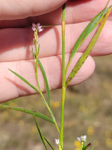 Image of Polygonella fimbriata by (c) Jay Horn, some rights reserved (CC BY)