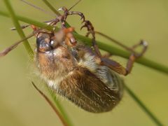 Amphimallon solstitiale