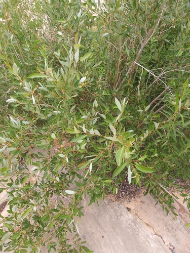 Image of Salix lutea by (c) runcator, some rights reserved (CC BY)