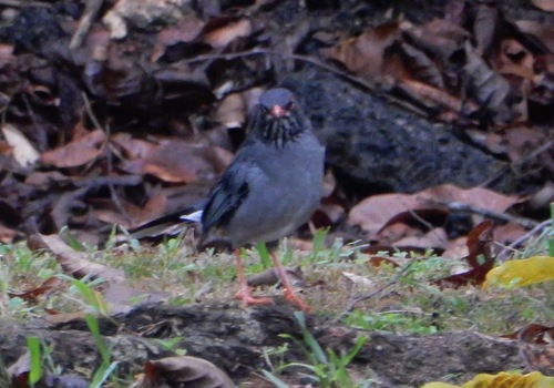Turdus ardosiaceus