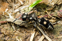 Hoplomutilla