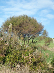 Leptospermum repo