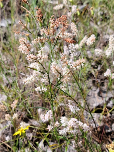 sandhill jointweed (Polygonella fimbriata)