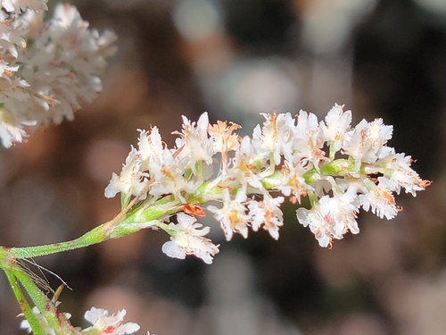 Image of Polygonella fimbriata by (c) Jay Horn, some rights reserved (CC BY)