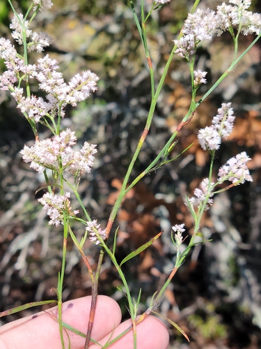 Image of Polygonella fimbriata by (c) Jay Horn, some rights reserved (CC BY)