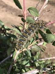 Hemileuca eglanterina