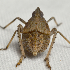 Orgerius