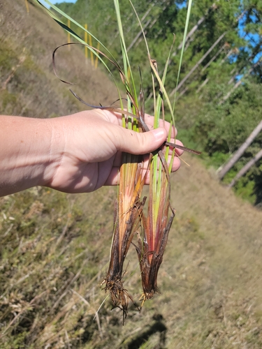 Image of Xyris stricta by (c) Jay Horn, some rights reserved (CC BY)