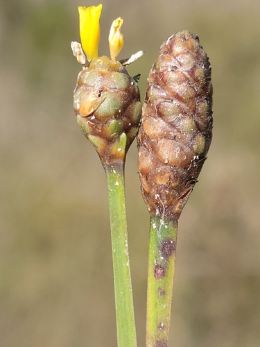 Image of Xyris stricta by (c) Jay Horn, some rights reserved (CC BY)