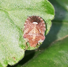 Dyroderes umbraculatus