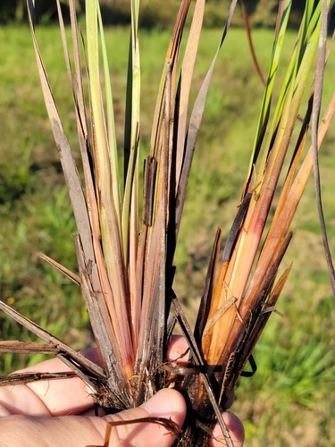 Image of Xyris stricta by (c) Jay Horn, some rights reserved (CC BY)