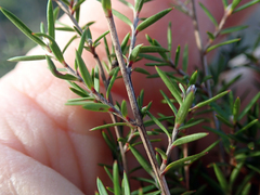 Leptospermum repo