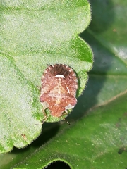 Dyroderes umbraculatus