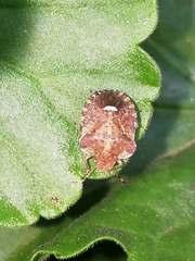 Dyroderes umbraculatus