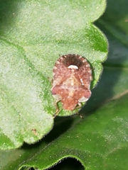 Dyroderes umbraculatus