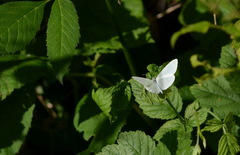 Dismorphiinae
