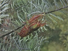 Synalpheus stimpsonii