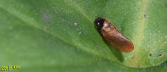 Eoscarta assimilis