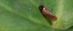 Eoscarta assimilis