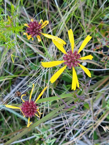 purpledisk honeycombhead (Balduina atropurpurea)