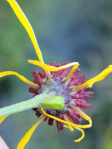 Image of Balduina atropurpurea by (c) Jay Horn, some rights reserved (CC BY)