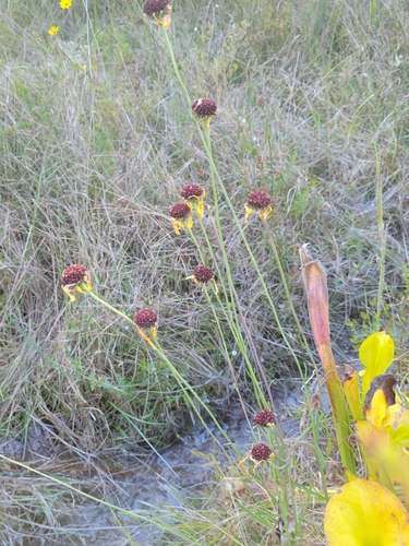 Image of Balduina atropurpurea by (c) Jay Horn, some rights reserved (CC BY)