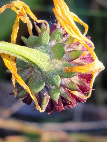 Image of Balduina atropurpurea by (c) Jay Horn, some rights reserved (CC BY)