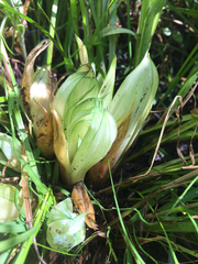 Carex stipata