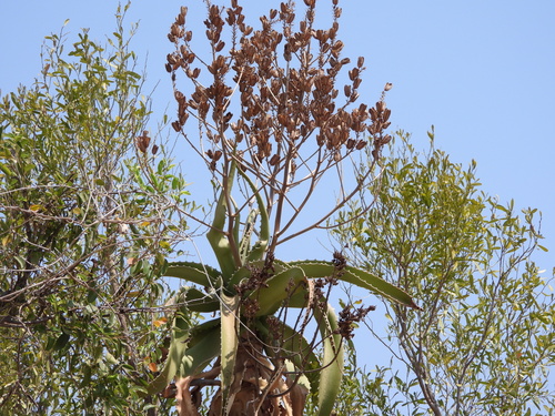 Image of Aloe vaombe by (c) amantedarmanin, some rights reserved (CC BY)