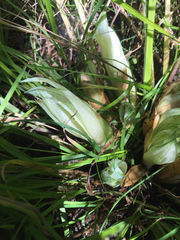 Carex stipata