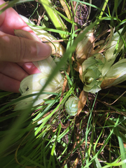 Carex stipata