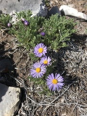 Erigeron pinnatisectus