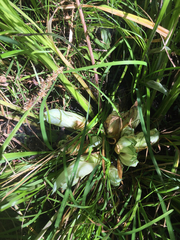 Carex stipata